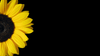 Sonnenblume